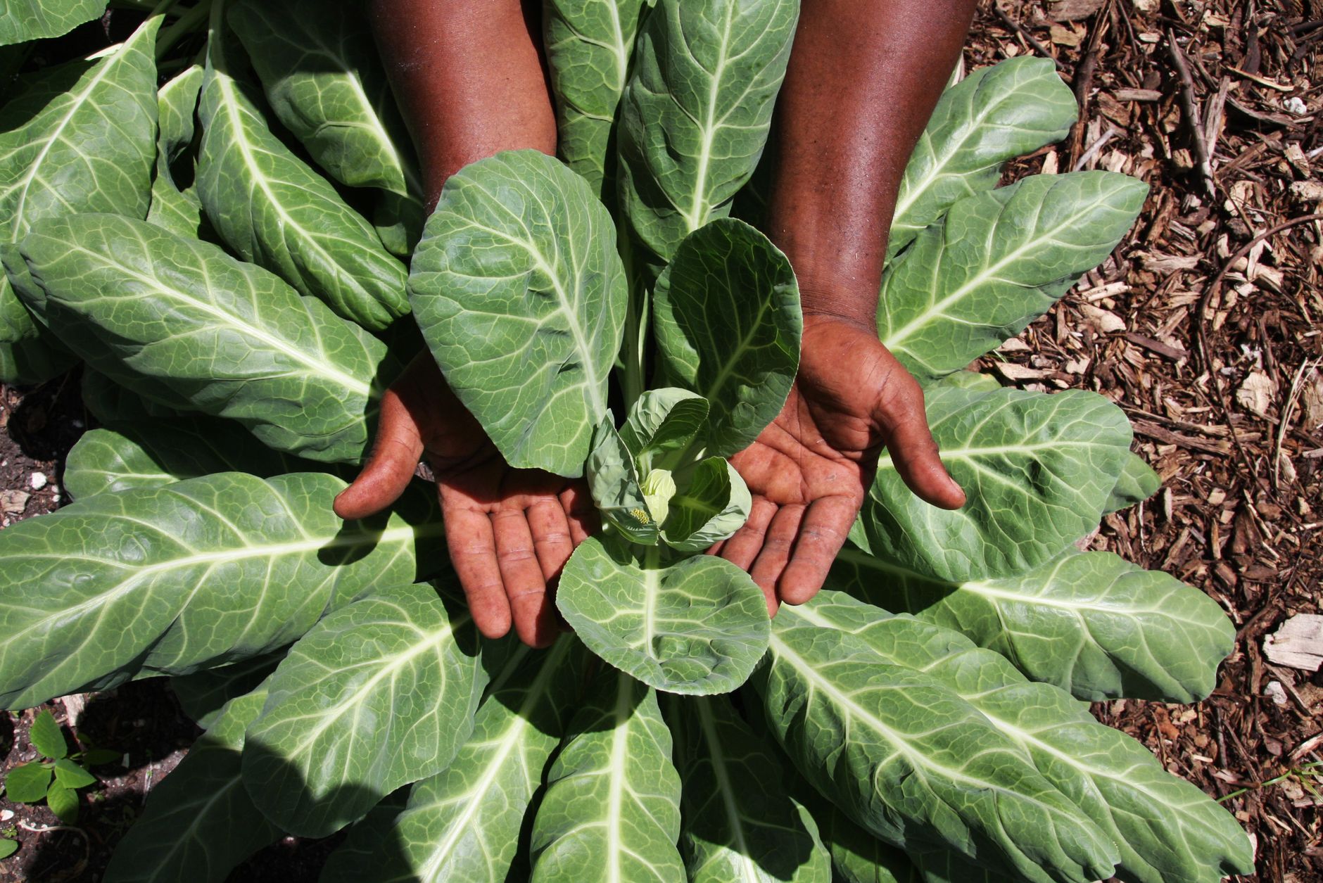 Kale