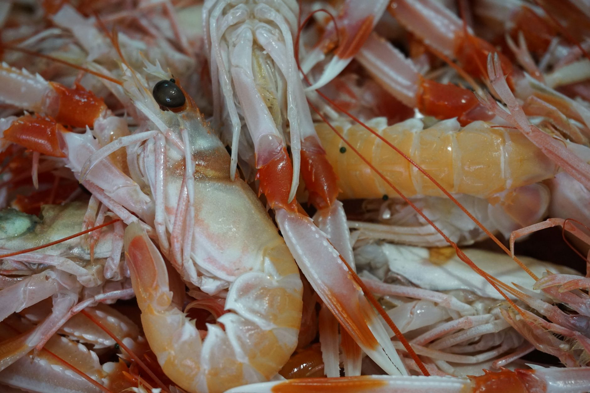 Pan-Seared Langoustines
