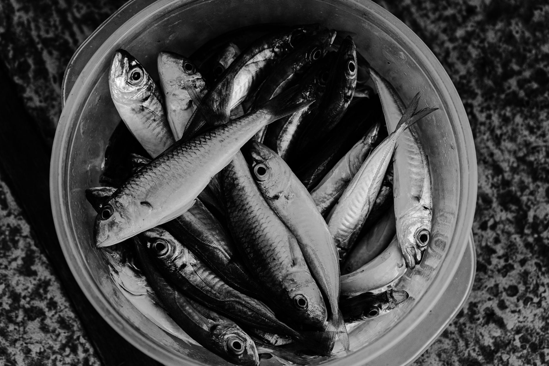 Dutch Herring (Haring)