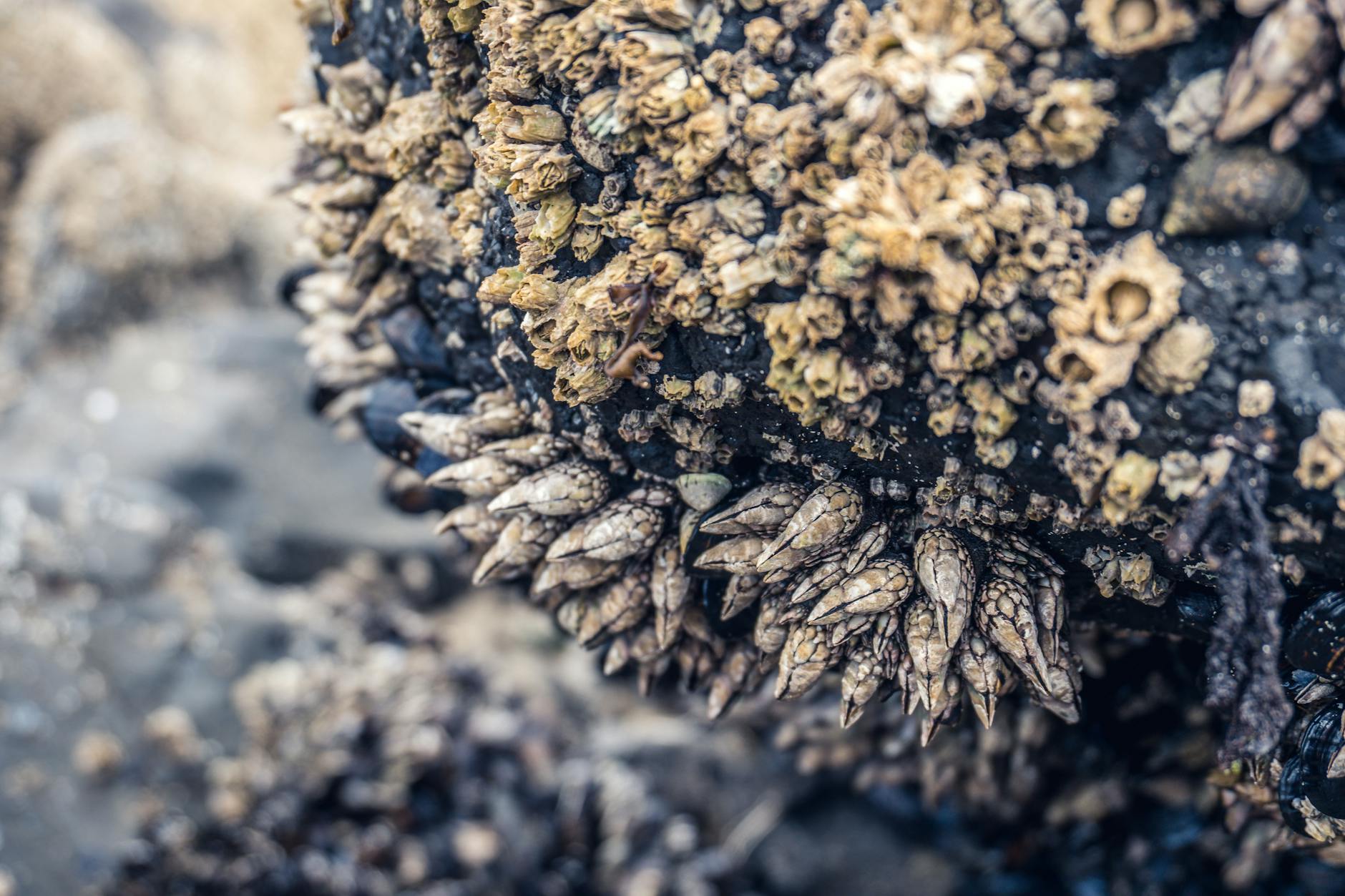 Percebes (Spanish Goose Barnacles)