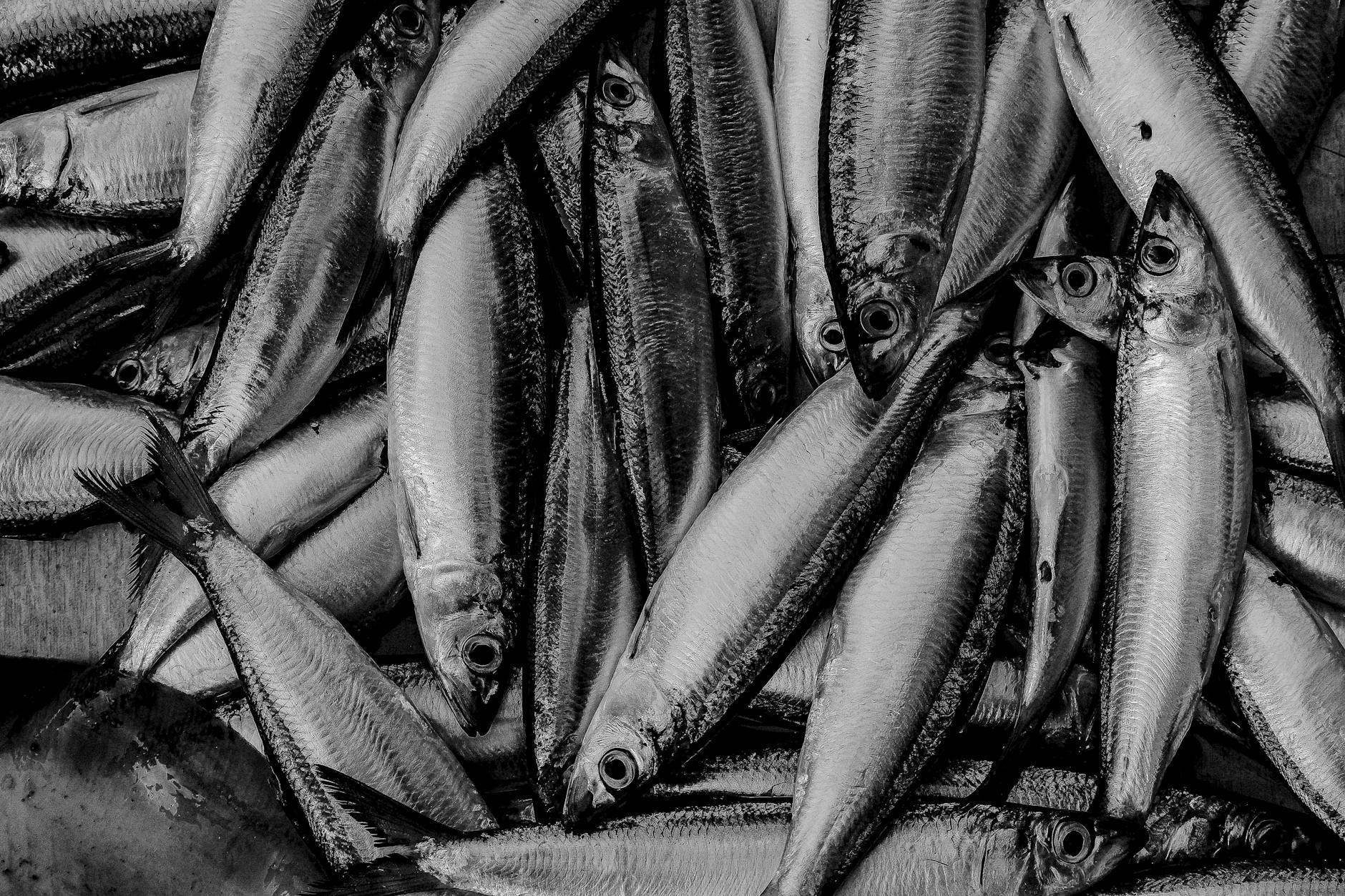 Polish Pickled Herring in Oil