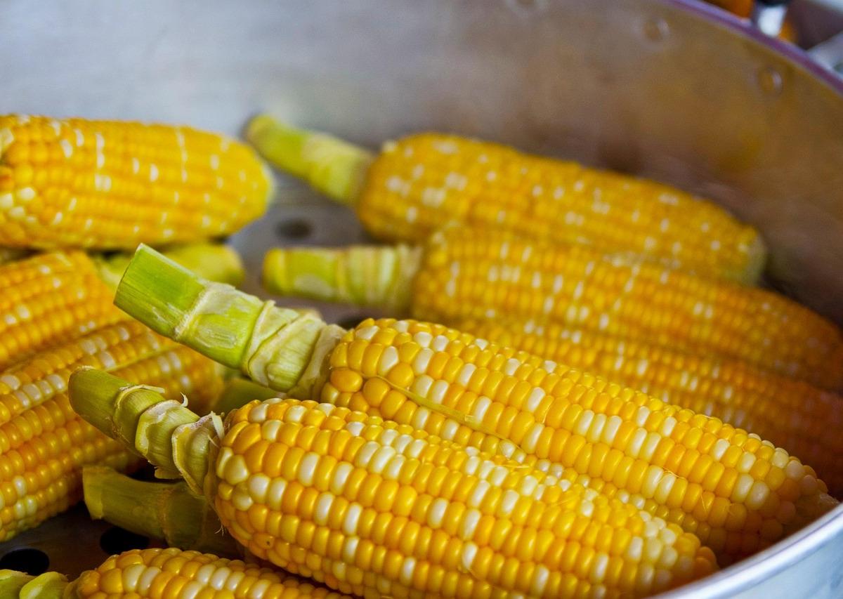 Boiled Corn on the Cob