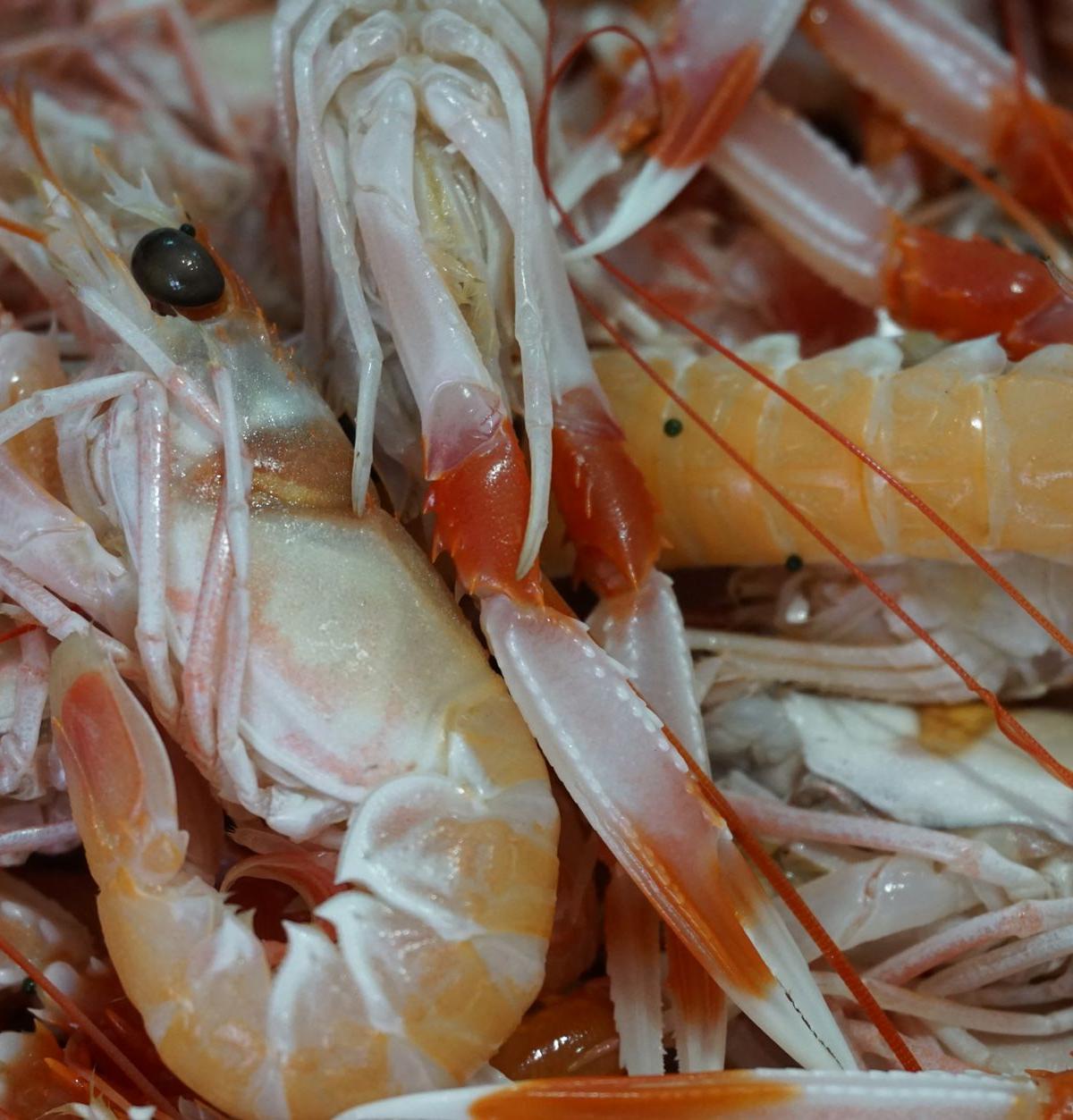 Small Cooked Shrimp