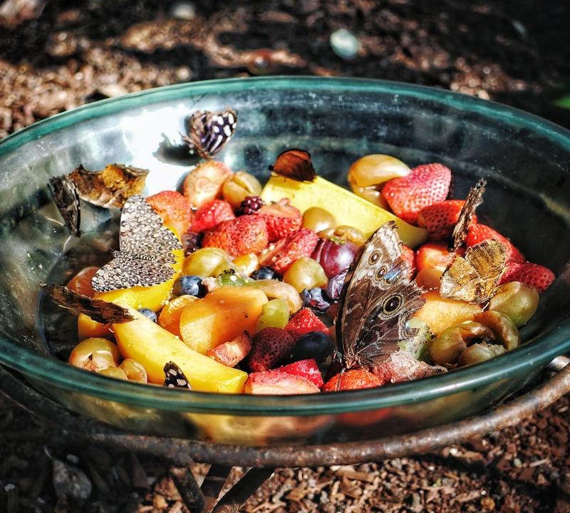 Colorful Fruit Salad Bowl