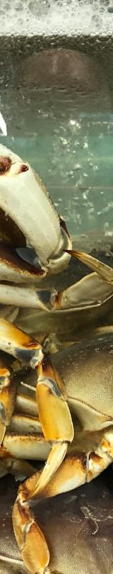 Dungeness Crab Dinner