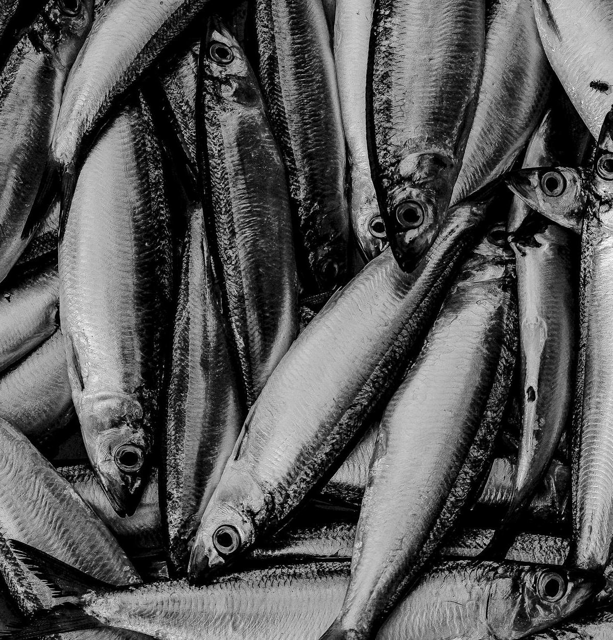 Haring (Dutch Raw Herring)