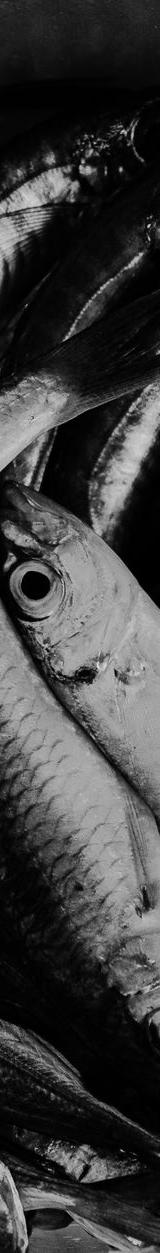 Dutch Herring (Haring)