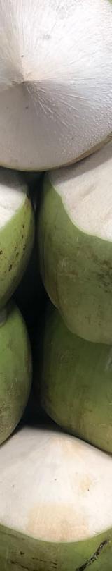 Fresh Coconut Water from Young Coconut