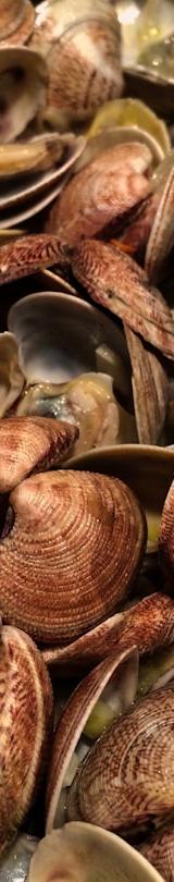Garlic Butter Clams — Amêijoas à Bulhão Pato