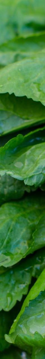 Gomen (Ethiopian Collard Greens)