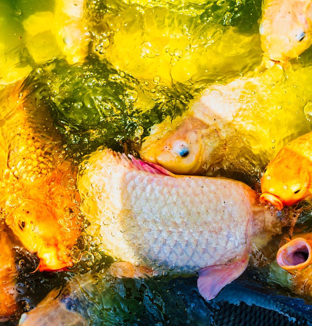 Karp po Polsku