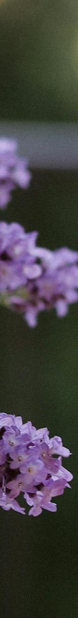 Lavender Lemonade