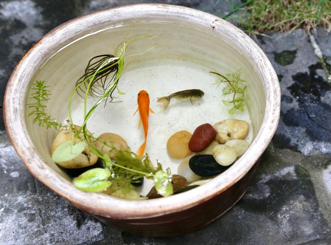 Normandy Fish Stew