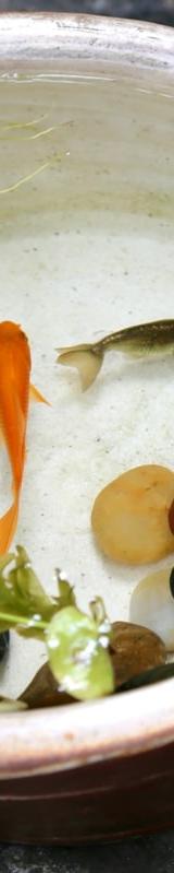 Normandy Fish Stew