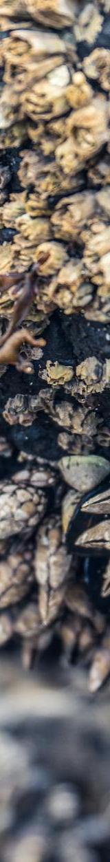 Percebes (Spanish Goose Barnacles)